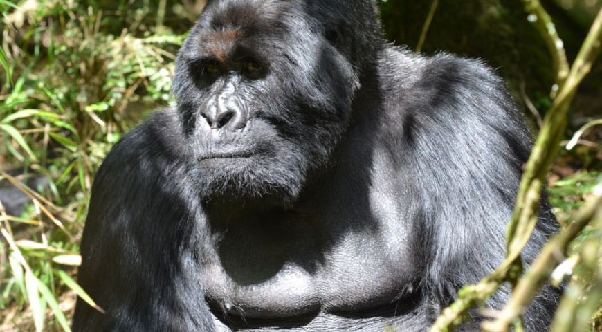 Racconti di viaggio Kenia e Uganda 