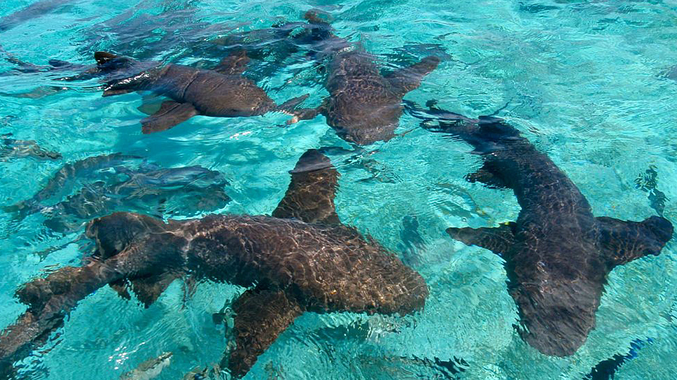 Viaggi di Gruppo Guatemala Maya & Reef