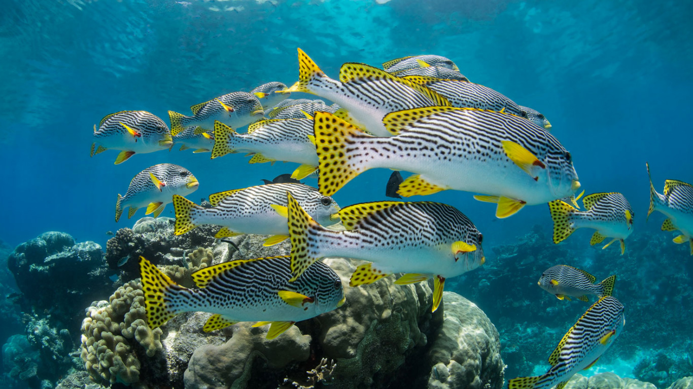 Viaggi di Gruppo Guatemala Maya & Reef