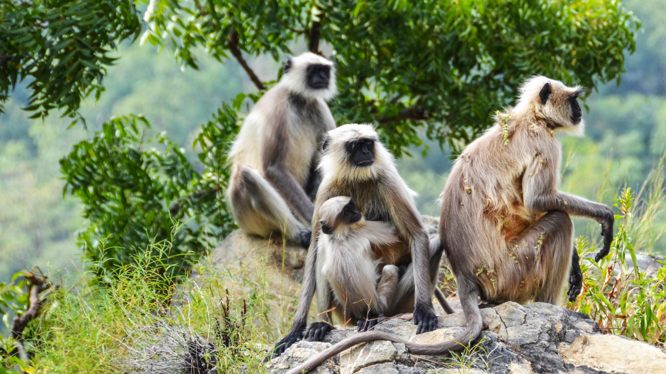 Viaggi di Gruppo India Maharaja & Varanasi