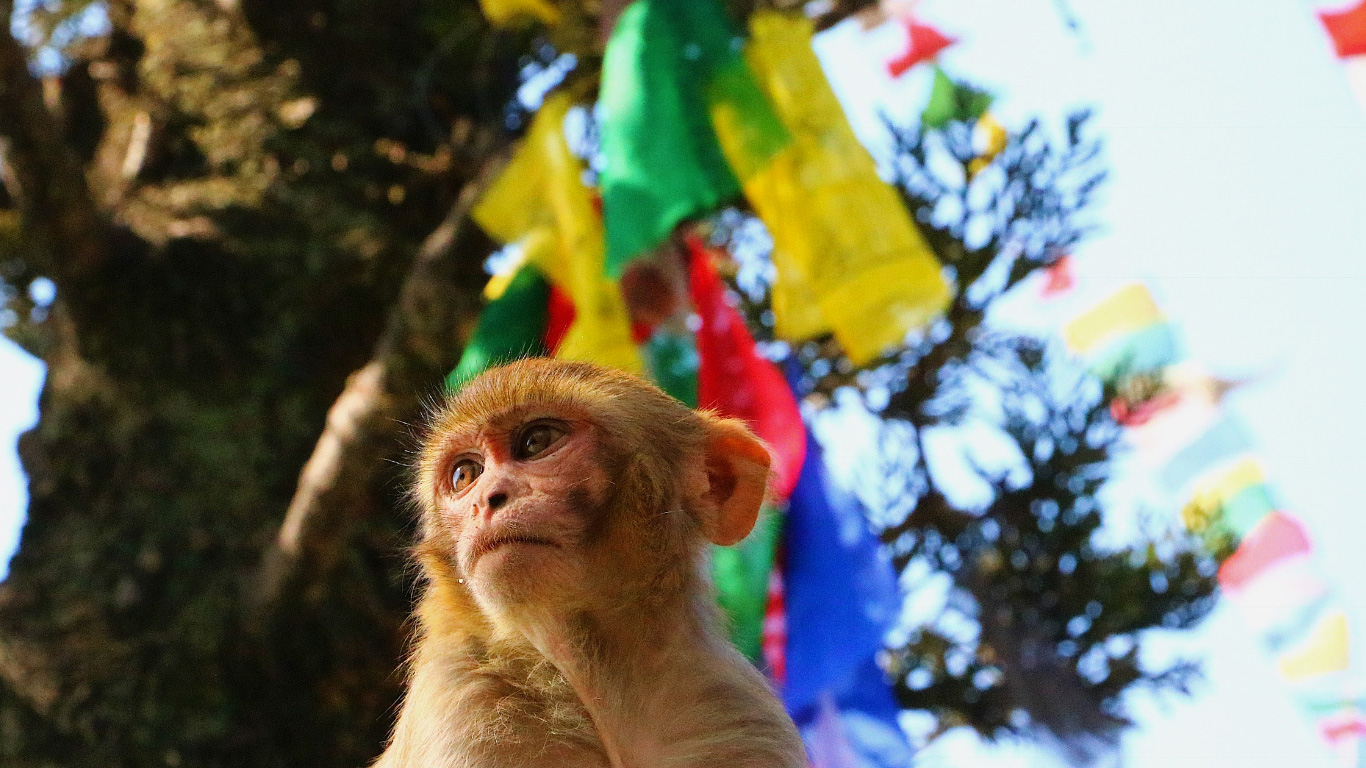 Viaggio di gruppo in Nepal