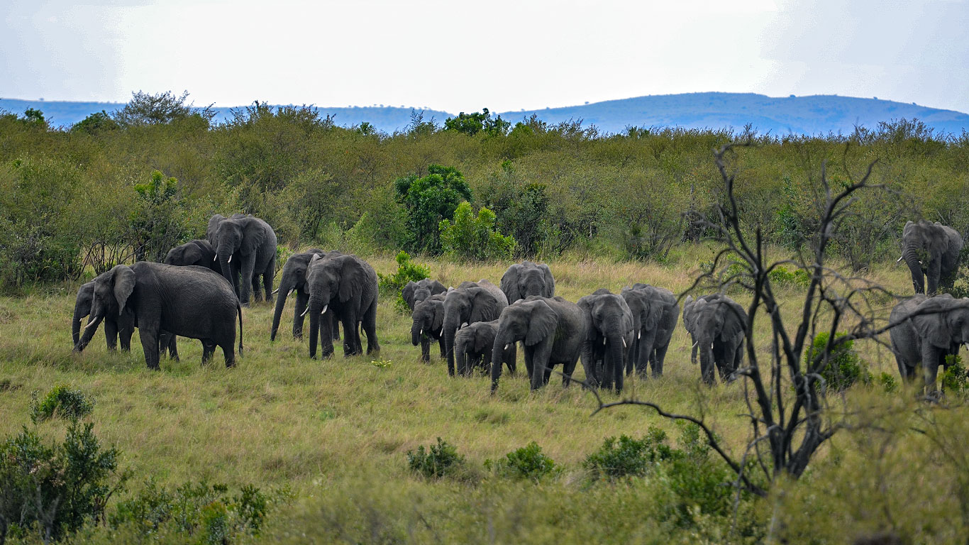 safari in tanzania