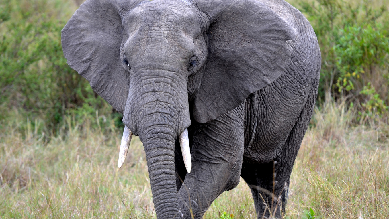 safari in tanzania