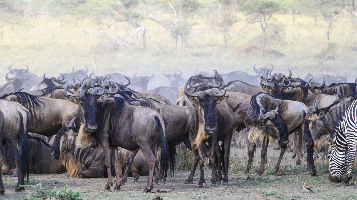 safari in tanzania