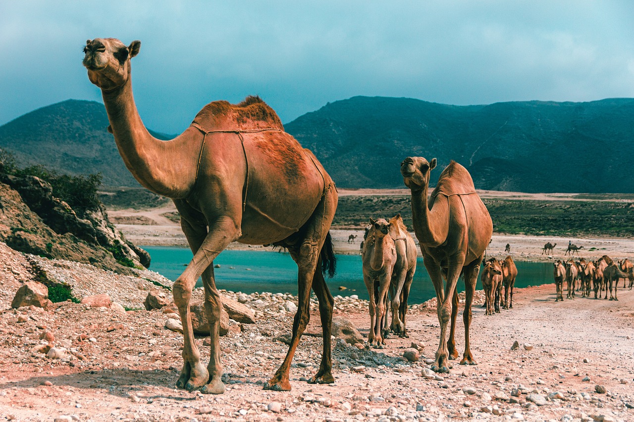 Viaggio di gruppo ad oman